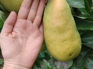 IMG_20240904_112044 Мадам Балле