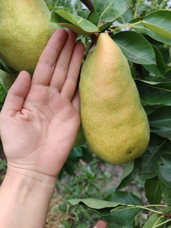 Мадам Балле