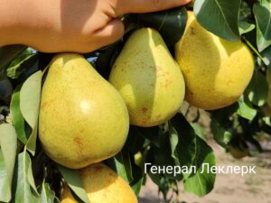 IMG_20240906_143209 Генерал Леклерк