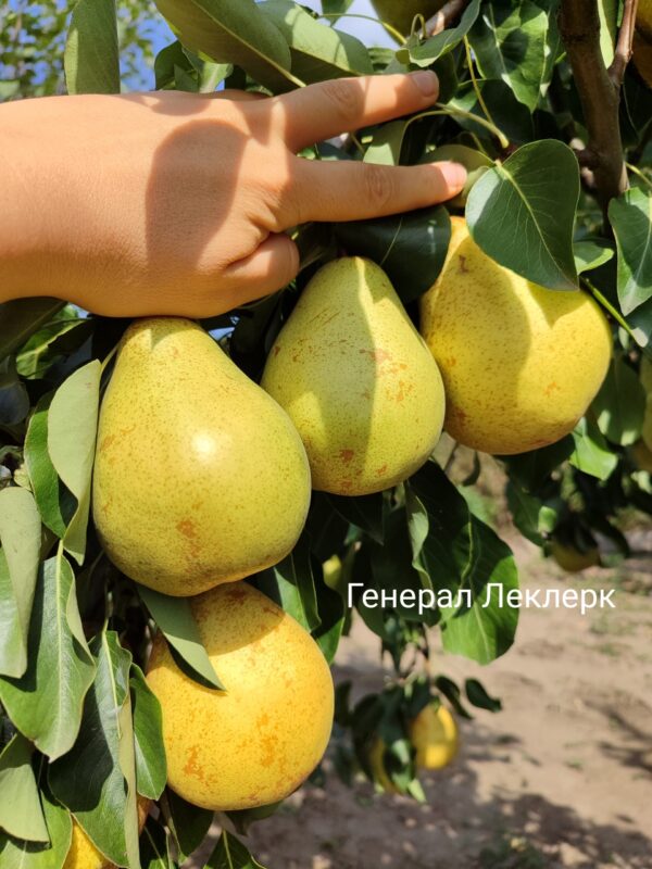 Генерал Леклерк