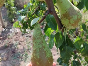 IMG_20240906_143248 Конференція