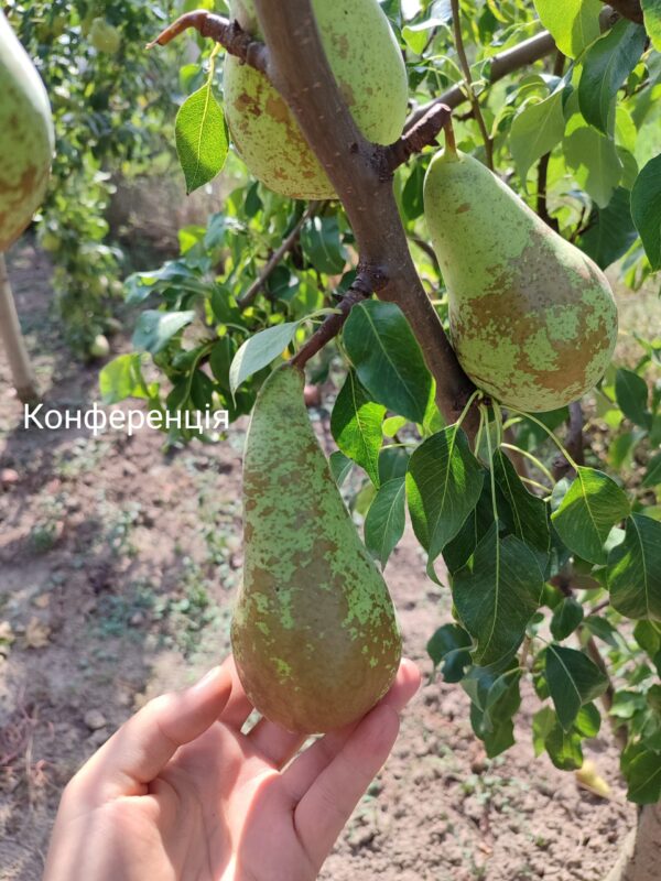 IMG_20240906_143248 Конференція