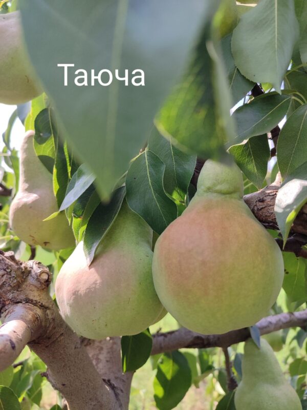 IMG_20240906_143323 Таюча