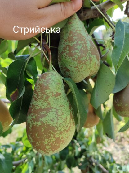 Стрийська