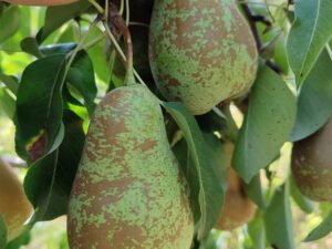 IMG_20240906_143452 Стрийська