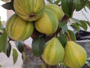 IMG_20240906_143824 Полтавська писанка