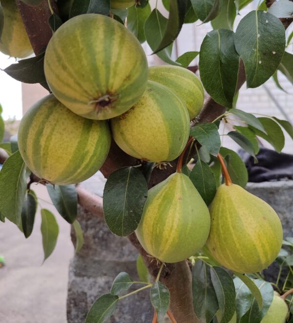 Полтавська писанка