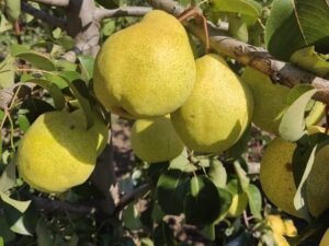 IMG_20240906_145431 Оксамит