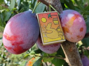 Киргизька превосходна