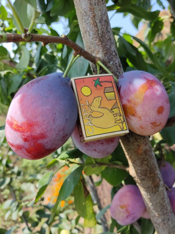 Киргизька превосходна