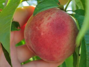 парацельс Парацельс