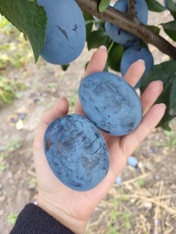 чачакська Чачакська найбільша