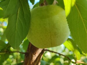 Флавор квін