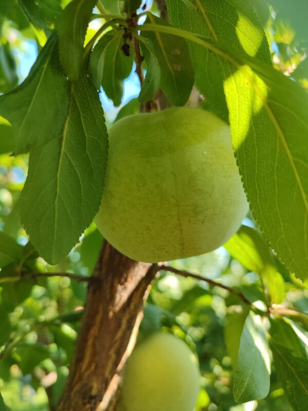 IMG_20240812_165021 (1) Флавор квін