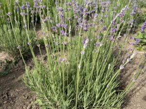IMG_4150 Лаванда вузьколиста "Munstead" (відкрита коринева)