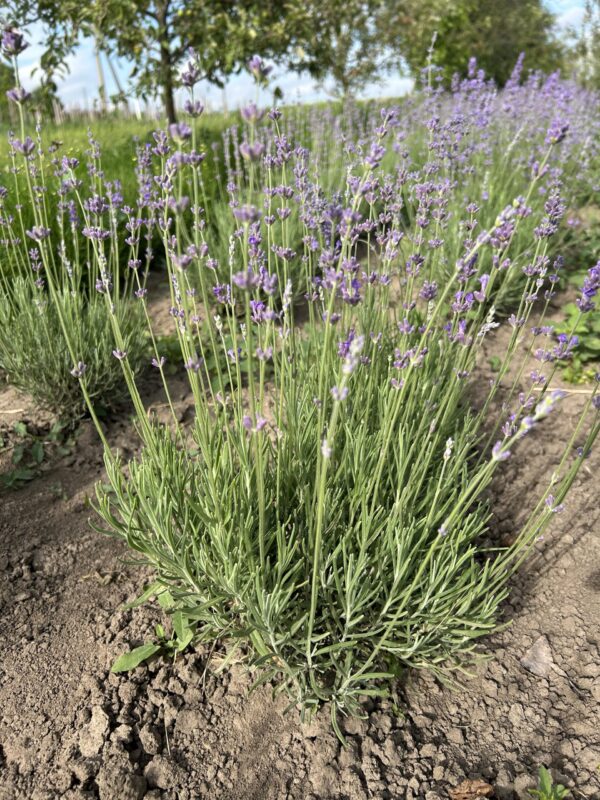 Лаванда вузьколиста "Munstead" (відкрита коринева)