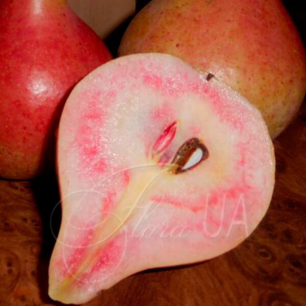 Pyrus_communis_Vesylna3-900x900 Весільна