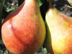 bere-zhiffar3-324x324 Весільна