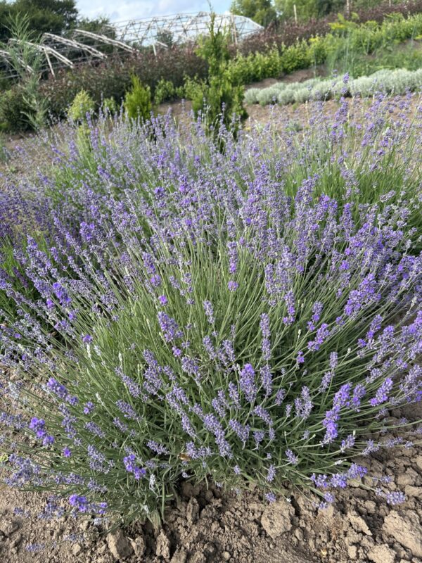 Лаванда вузьколиста "Munstead" (відкрита коринева)