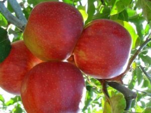 Джонаголд декоста