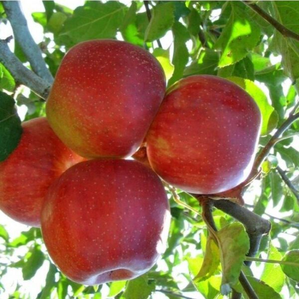 Джонаголд декоста