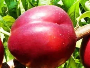 Ерлі Сільвер