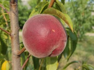 роял глорі Роял Глорі