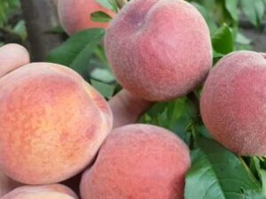 річ мей Річ мей