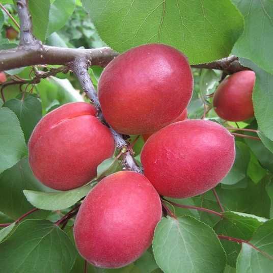 тотем Тотем