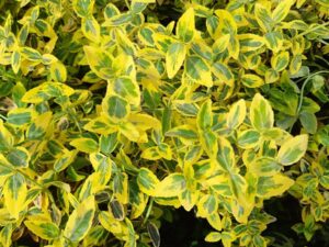 Бересклет Бересклет Форчуна 'Емеролд Голд' (контейнер 0,5л)