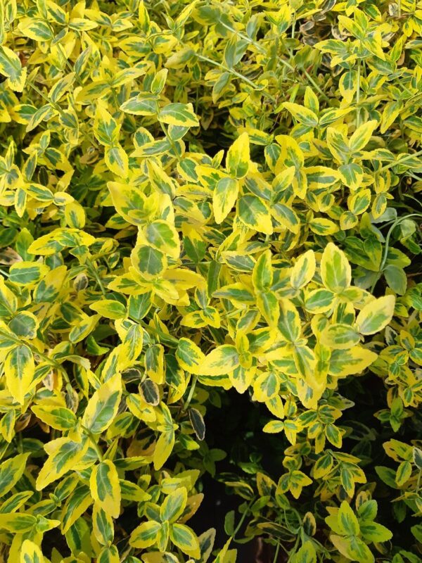 Бересклет Форчуна 'Емеролд Голд' (контейнер 0,5л)