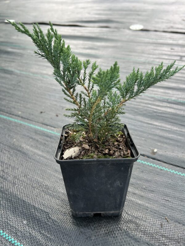 Блю чіп 0,5 Ялівець горизонтальний 'Блю Чіп' (контейнер 0,5л)