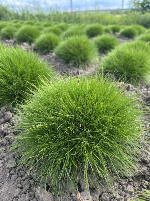 Вівсянниця Готьє (відкрита коренева)