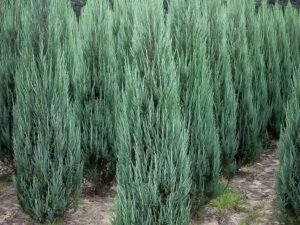 Ялівець скельний 'Блю Ерроу' (контейнер)