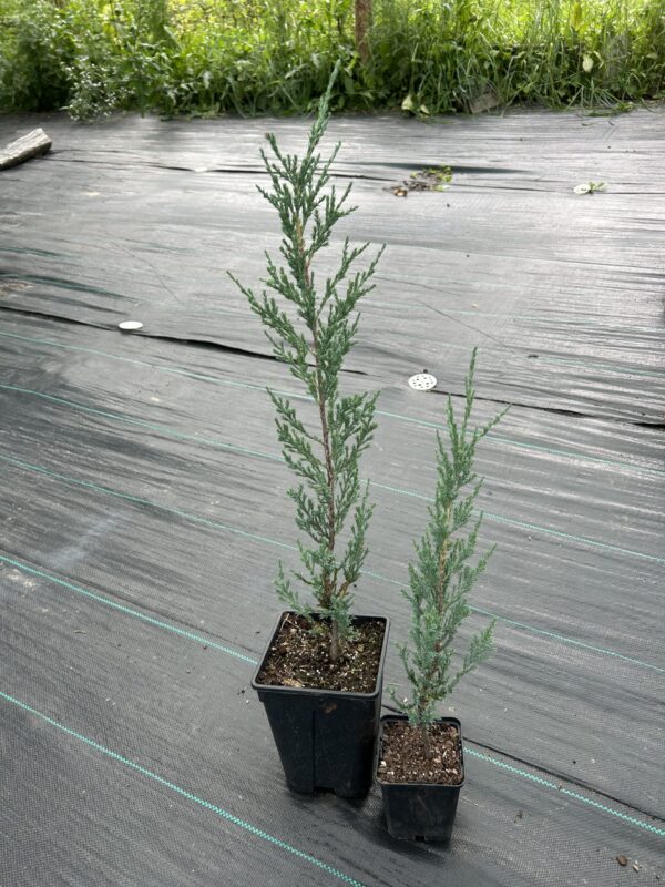 Ялівець скельний 'Блю Ерроу' (контейнер)