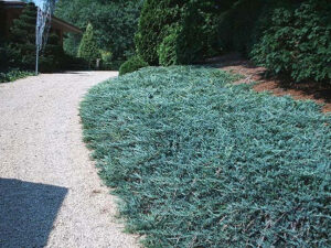 Ялівець горизонтальний 'Блю Чіп' (контейнер 0,5л)