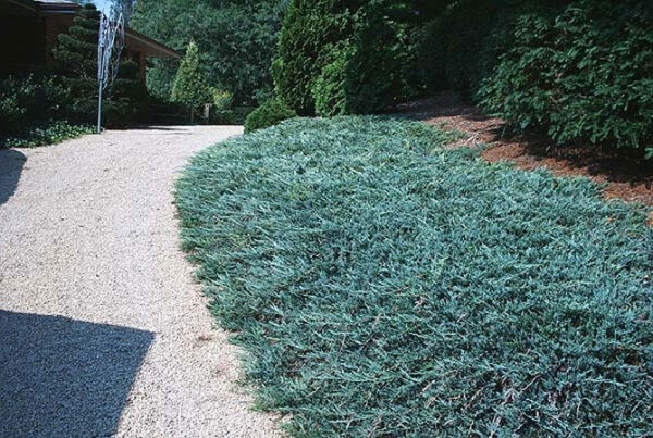 блю чіп Ялівець горизонтальний 'Блю Чіп' (контейнер 0,5л)