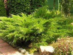 Ялівець середній 'Мінт Джулеп' (контейнер 0,5 і 2 л)