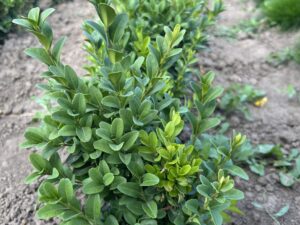 самшит 1 Самшит вічнозелений (відкрита коренева)