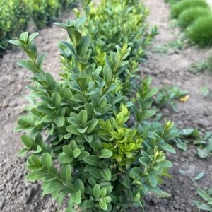 Самшит вічнозелений (відкрита коренева)