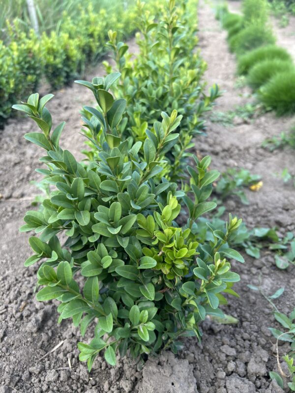 самшит 1 Самшит вічнозелений (відкрита коренева)