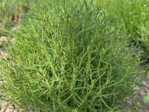 сантоліна зелена Сантоліна зелена (відкрита коренева)