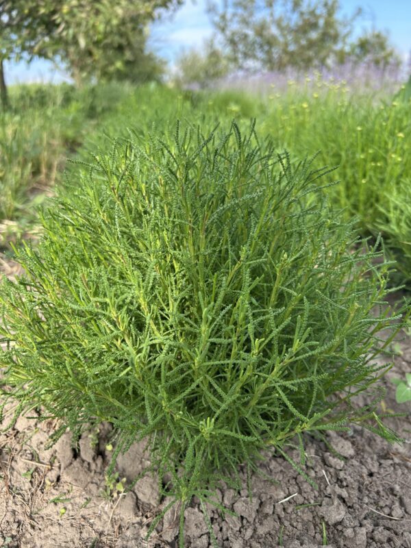 Сантоліна зелена (відкрита коренева)