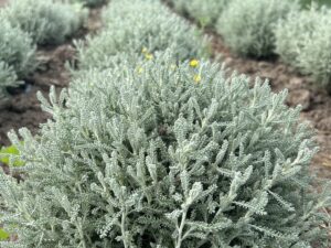 сантоліна сиза Сантоліна сиза (відкрита коренева)