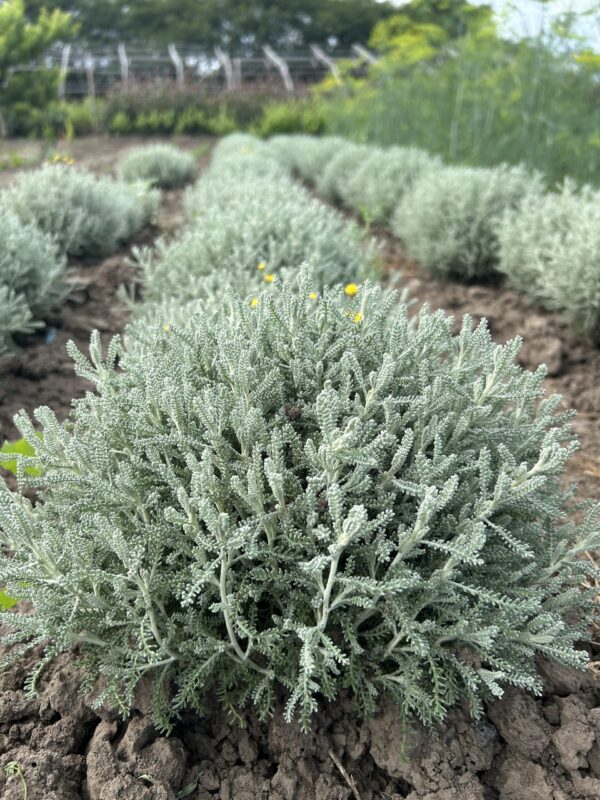 Сантоліна сиза (відкрита коренева)