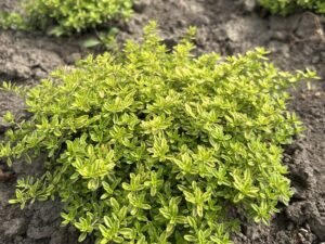 чебрець лимонний Чебрець лимонний (відкрита коренева)