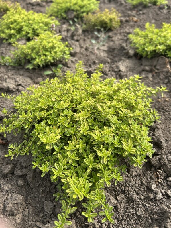 Чебрець лимонний (відкрита коренева)